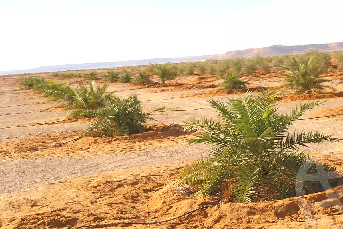 https://aqarmap.com.eg/ar/listing/6673600-for-sale-marsa-matruh-siwa-oasis-wahet-siwaa-city