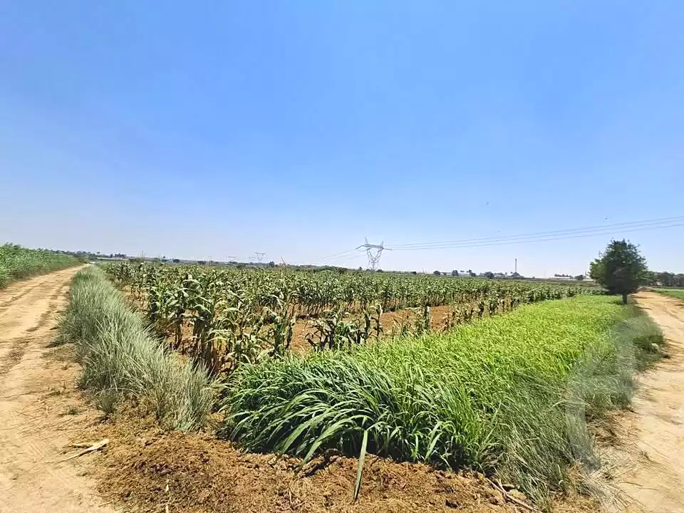 https://aqarmap.com.eg/en/listing/6705152-for-sale-alexandria-el-amreya