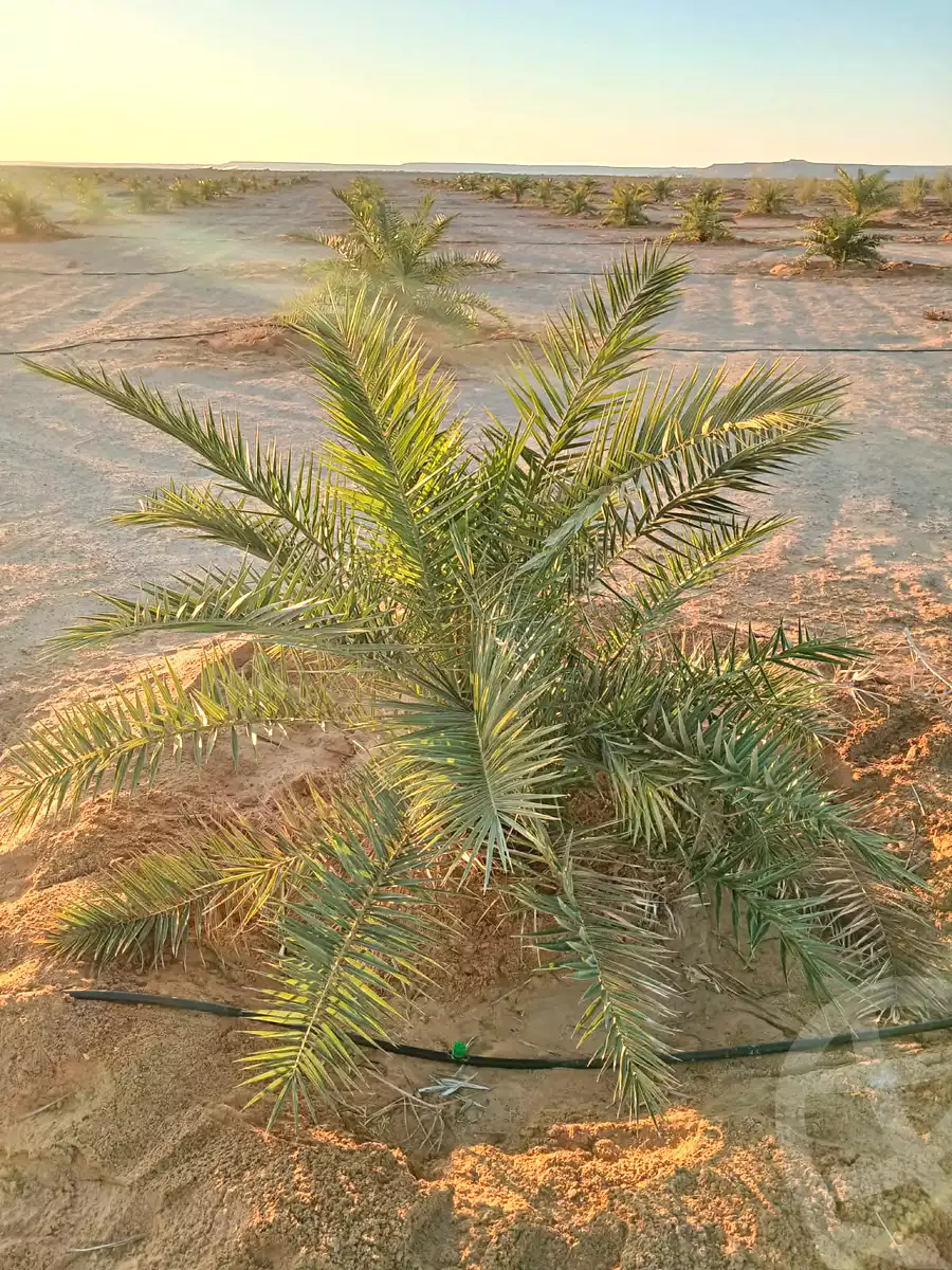 https://aqarmap.com.eg/ar/listing/6713698-for-sale-marsa-matruh-siwa-oasis-wahet-siwaa-city