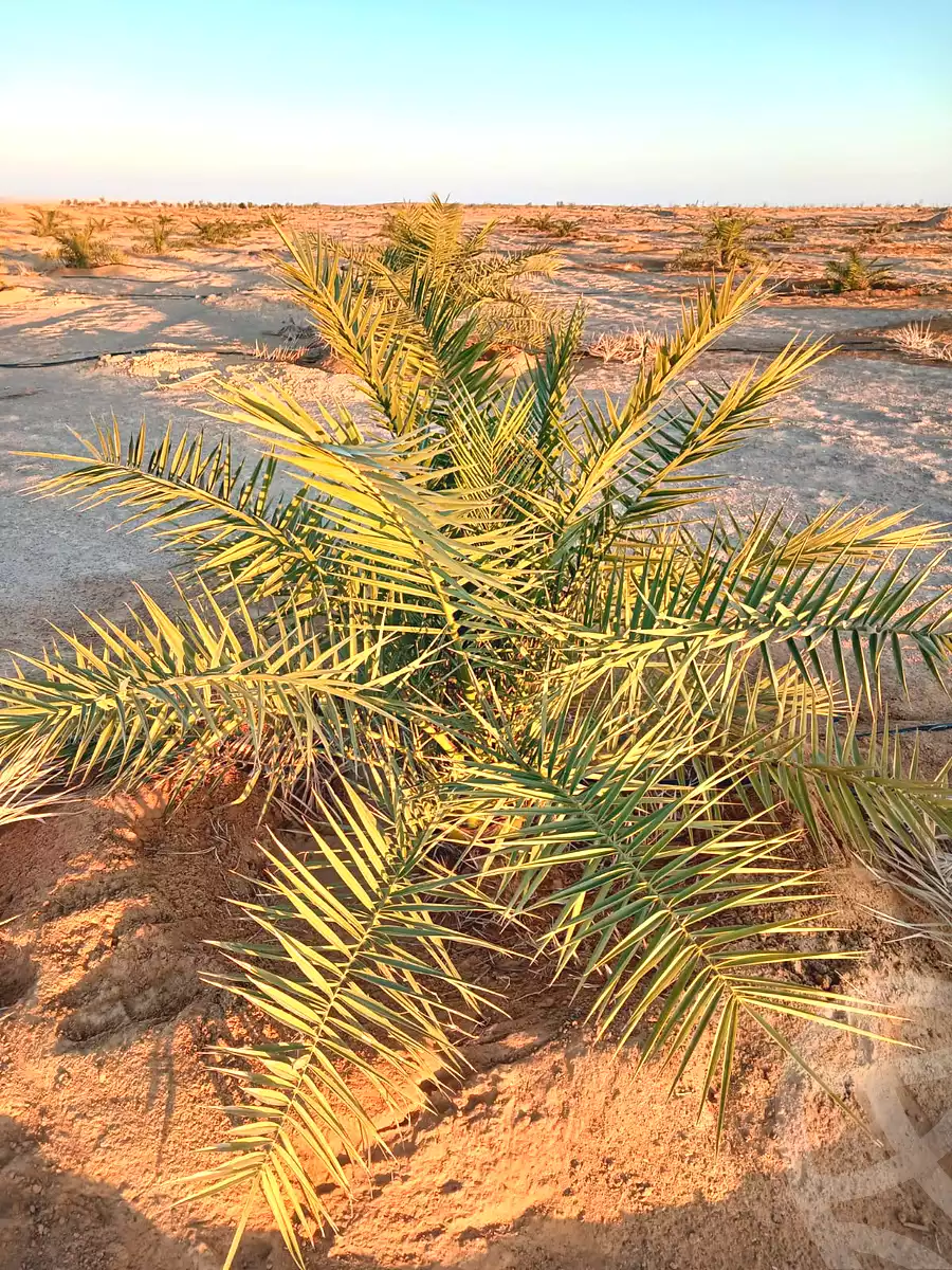 https://aqarmap.com.eg/ar/listing/6713698-for-sale-marsa-matruh-siwa-oasis-wahet-siwaa-city