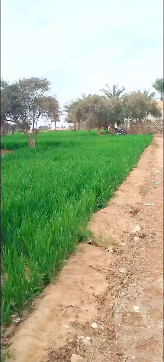 https://aqarmap.com.eg/en/listing/6738775-for-sale-cairo-el-haram-tareq-el-fayoum