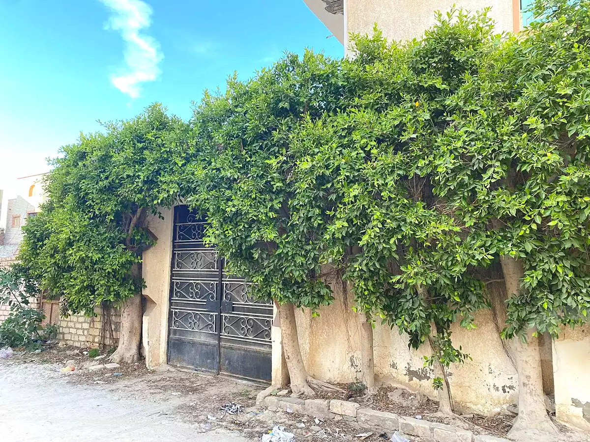 https://aqarmap.com.eg/en/listing/6754450-for-sale-alexandria-l-jmy-bw-ywsf