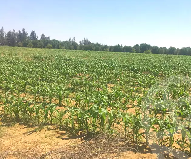 https://aqarmap.com.eg/en/listing/6836412-for-sale-beheira-wadi-el-natrun