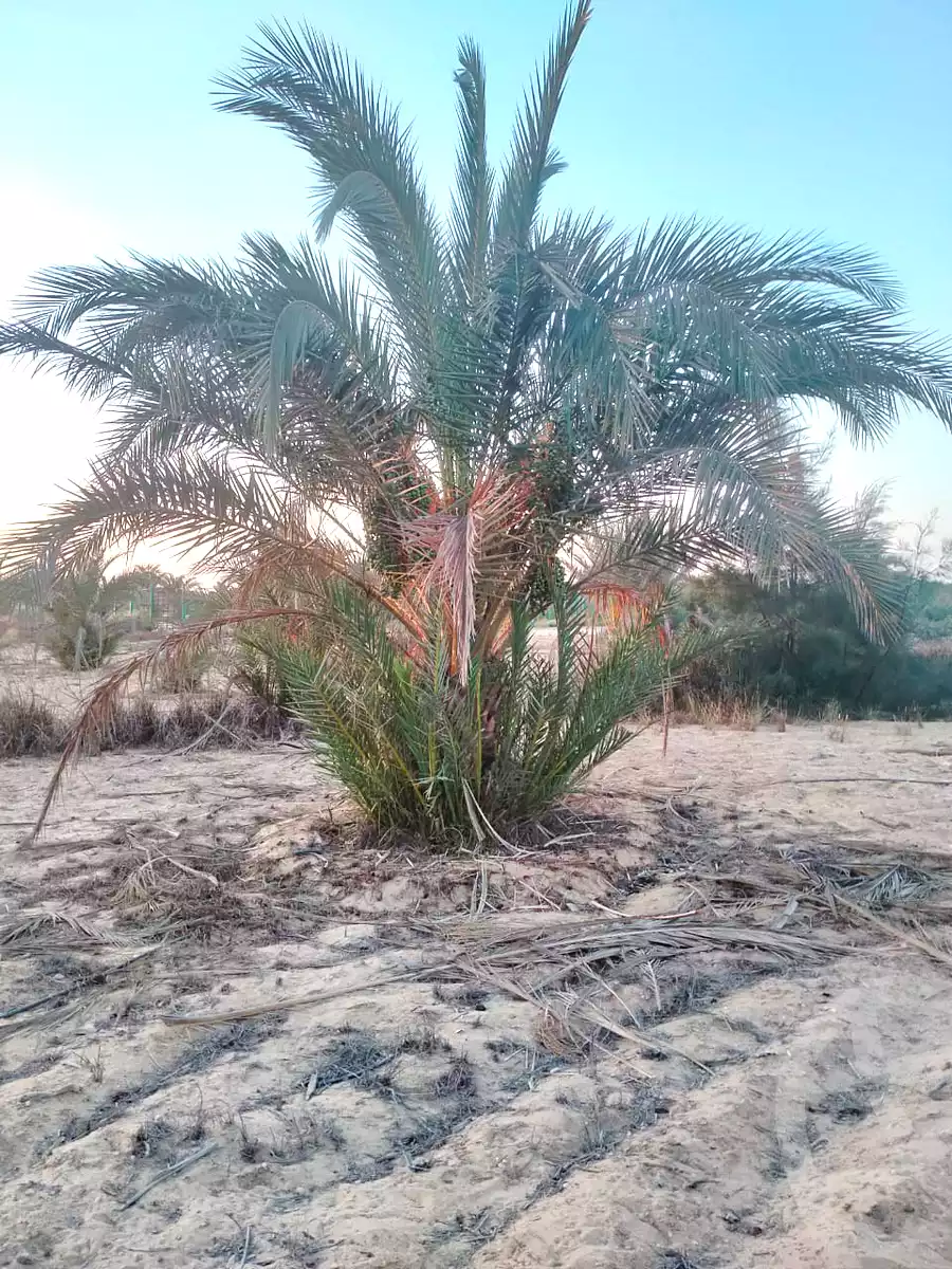 https://aqarmap.com.eg/ar/listing/6839721-for-sale-cairo-el-sheikh-zayed-city-alex-cairo-desert-road-mdyn-sfnks-ljdyd-cascada