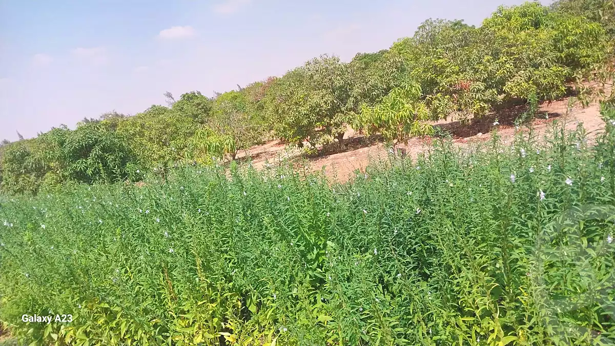 https://aqarmap.com.eg/ar/listing/6934508-for-sale-suez-mohamed-karem-village