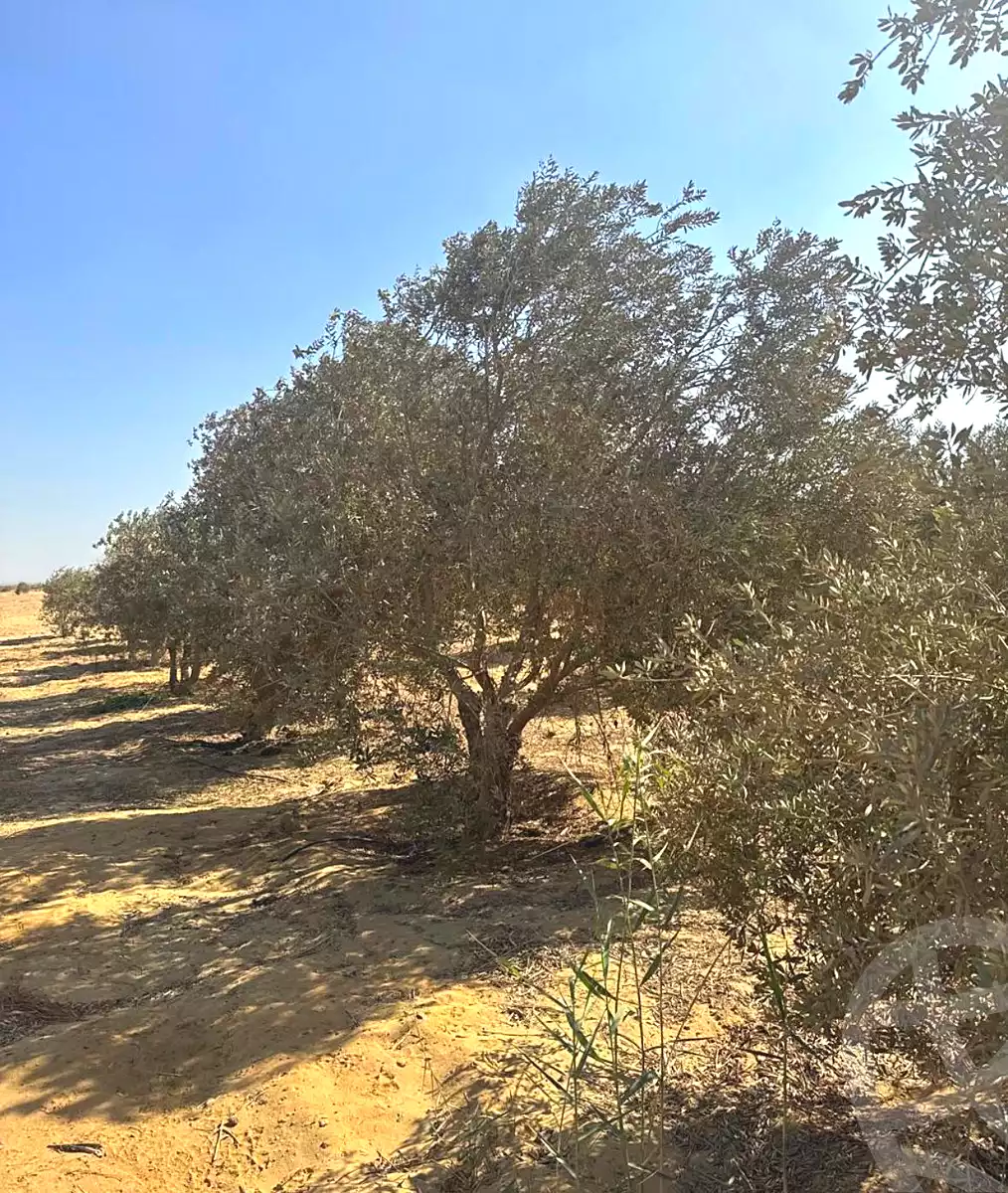 https://aqarmap.com.eg/en/listing/6968886-for-sale-el-fayoum-asyut-rd
