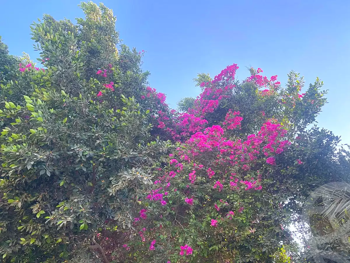 https://aqarmap.com.eg/ar/listing/6968990-for-sale-cairo-6th-of-october-green-belt-wadi-el-nile