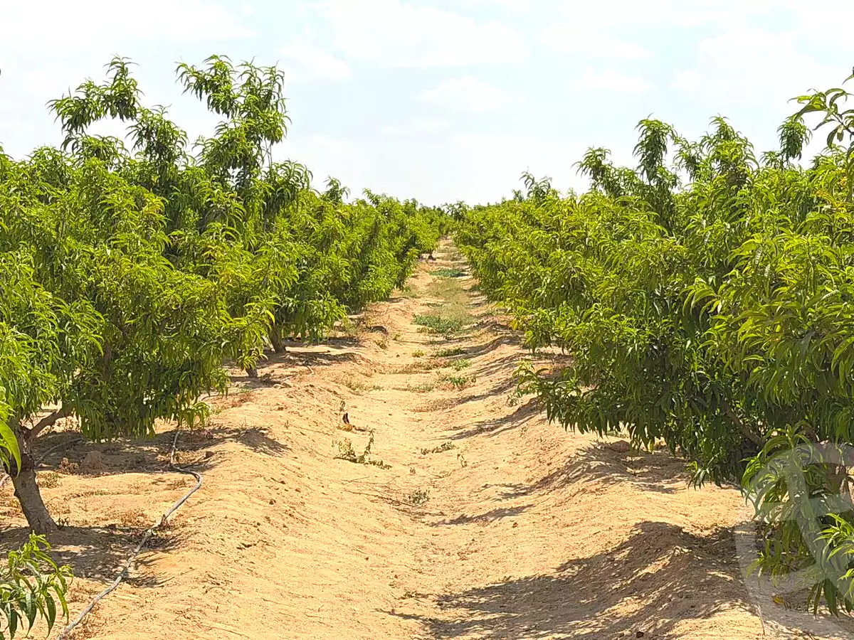 https://aqarmap.com.eg/ar/listing/6997255-for-sale-cairo-el-sheikh-zayed-city-alex-cairo-desert-road