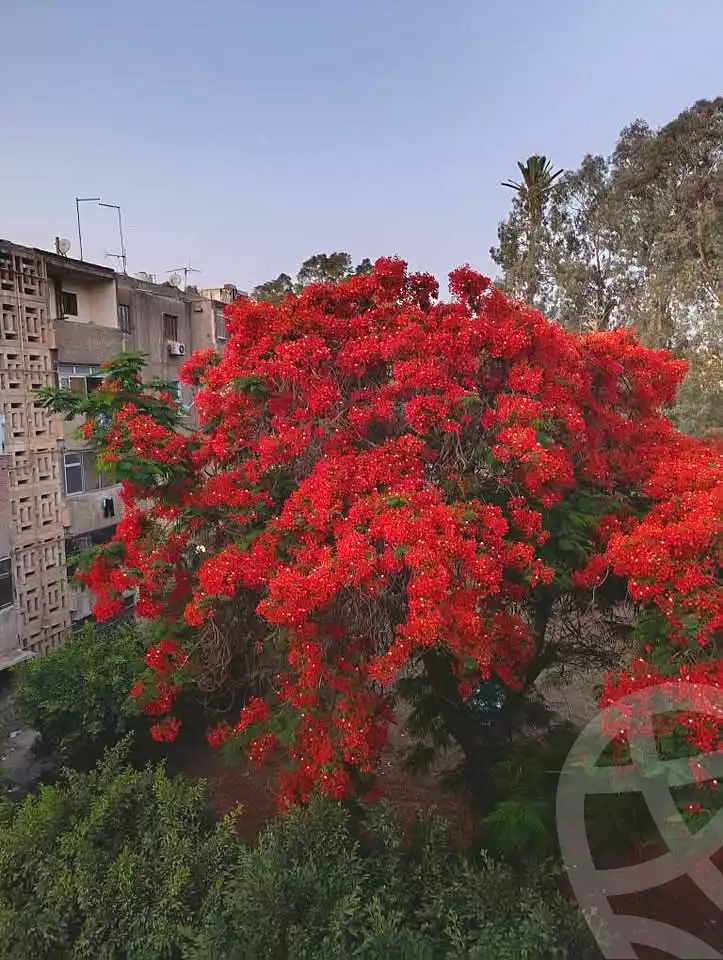 https://aqarmap.com.eg/ar/listing/7006246-for-rent-cairo-15th-of-may-mjwr-13