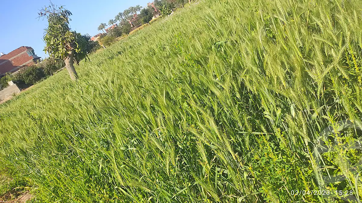 https://aqarmap.com.eg/en/listing/7011548-for-sale-ismailia-abu-sweer