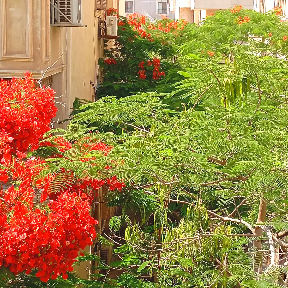 https://aqarmap.com.eg/ar/listing/7039577-for-rent-cairo-new-cairo-compounds-el-haya