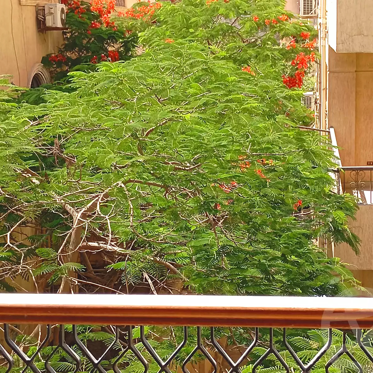 https://aqarmap.com.eg/ar/listing/7039577-for-rent-cairo-new-cairo-compounds-el-haya