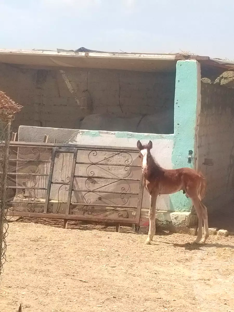 https://aqarmap.com.eg/en/listing/7043023-for-sale-el-fayoum-asyut-rd