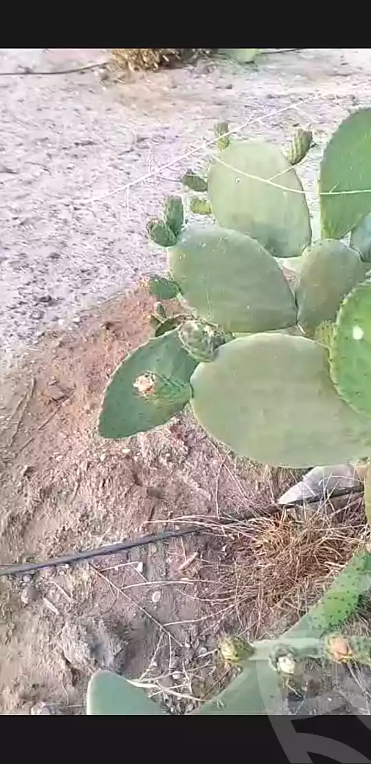 https://aqarmap.com.eg/ar/listing/7055468-for-sale-el-fayoum-asyut-rd