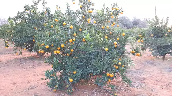 https://aqarmap.com.eg/ar/listing/7056801-for-sale-beheira-wadi-el-natrun