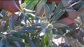 https://aqarmap.com.eg/ar/listing/7063307-for-sale-ismailia-el-qantara