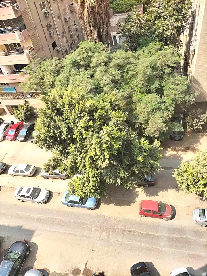 https://aqarmap.com.eg/ar/listing/7101950-for-sale-cairo-el-mohandesen-shareaa-ahmed-orabi