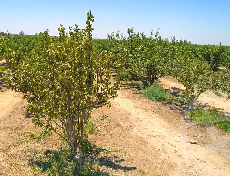 https://aqarmap.com.eg/en/listing/7142753-for-sale-alexandria-cairo-alexandria-desert-road