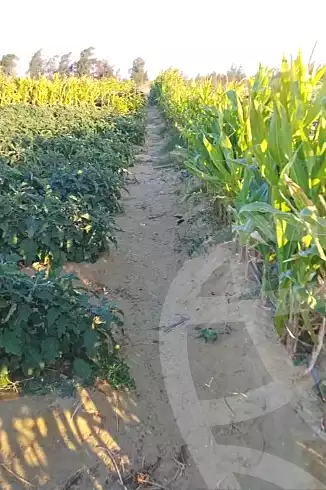 https://aqarmap.com.eg/en/listing/7147817-for-sale-beheira-wadi-el-natrun