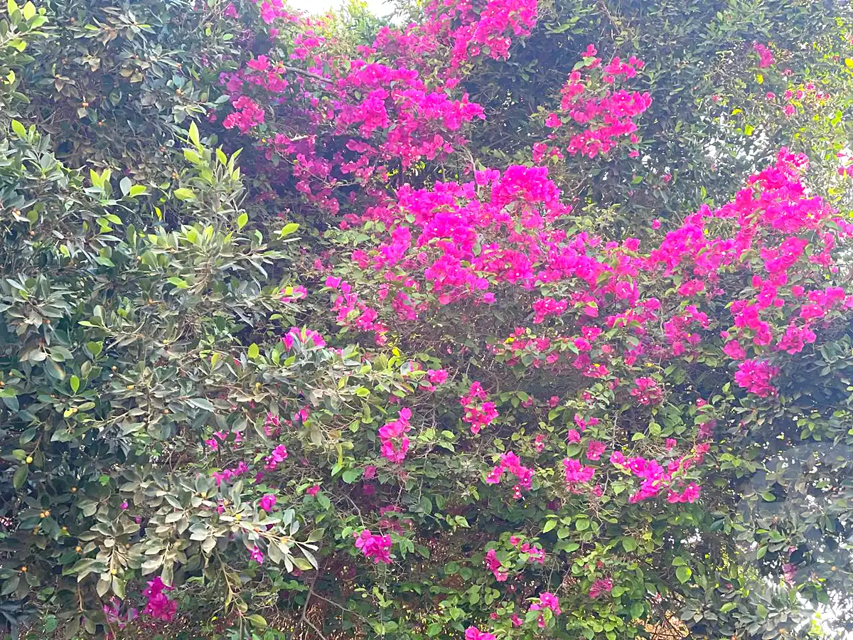https://aqarmap.com.eg/ar/listing/7213013-for-sale-cairo-6th-of-october-green-belt-wadi-el-nile