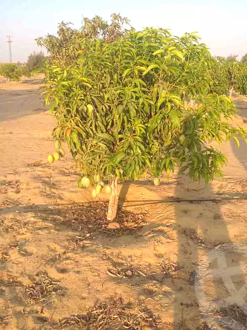 https://aqarmap.com.eg/en/listing/7239834-for-sale-cairo-el-sheikh-zayed-city-alex-cairo-desert-road-mdyn-sfnks-ljdyd