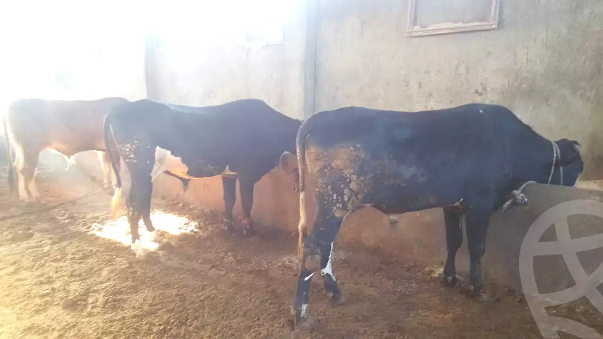 https://aqarmap.com.eg/ar/listing/7322993-for-sale-dakahlia-gamasa-15-may-city