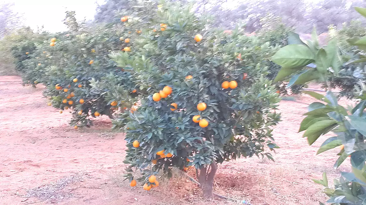 https://aqarmap.com.eg/en/listing/7340786-for-sale-beheira-wadi-el-natrun-bany-salama