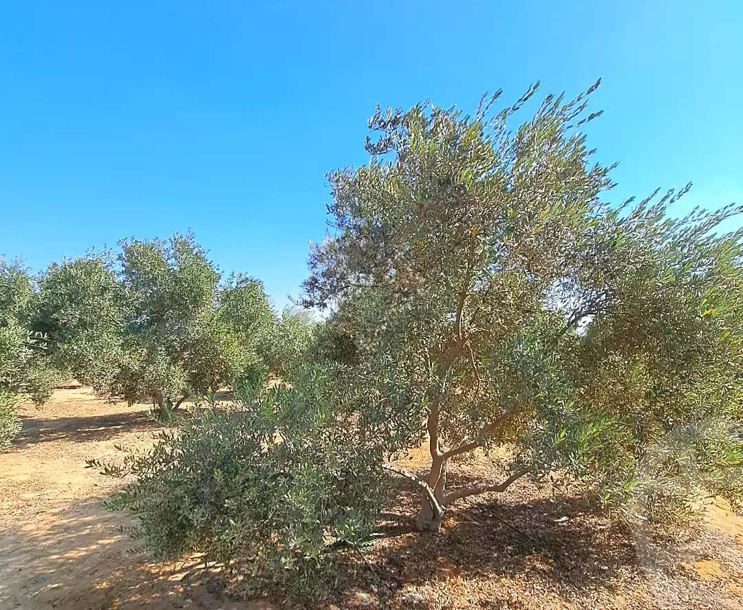 https://aqarmap.com.eg/ar/listing/7356924-for-sale-cairo-el-sheikh-zayed-city-alex-cairo-desert-road-mdyn-sfnks-ljdyd-cascada