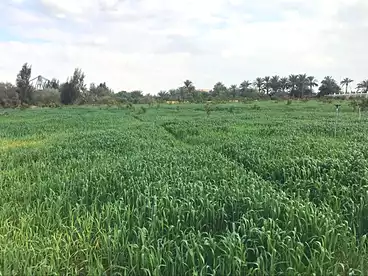 Land For sale in Ismailia City, 14700 sqm