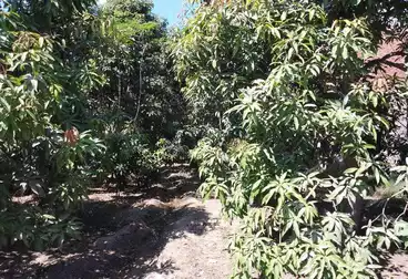 Farm For sale