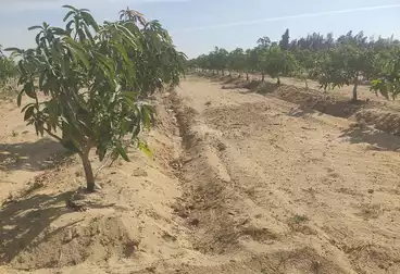 Farm For sale