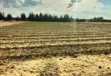 Farm For sale