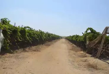 Farm For sale