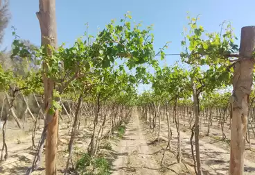 Farm For sale