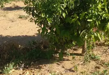 Farm For sale