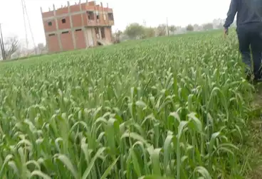 Farm For sale