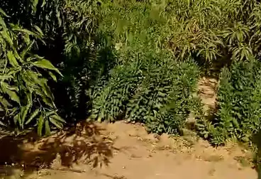 Farm For sale