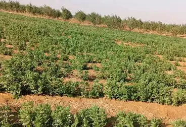 Farm For sale