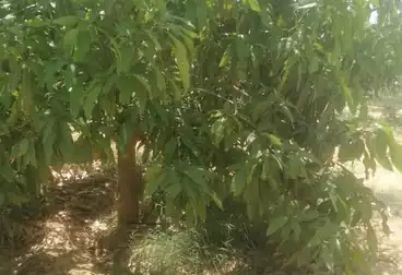 أرض زراعية للبيع