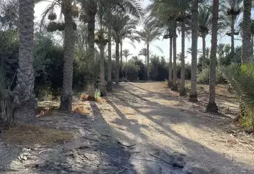 أراضي للبيع