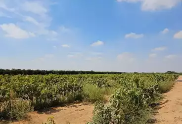 Farm For sale
