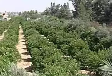 Farm For sale