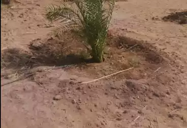 أرض زراعية للبيع