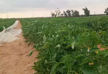 Farm For sale