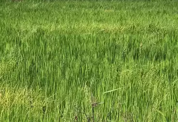 أراضي للبيع