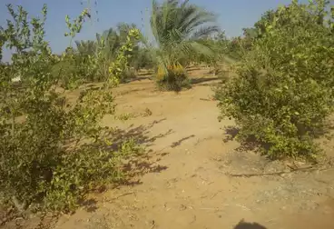 عقارات للبيع