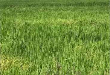 Residential Land For sale