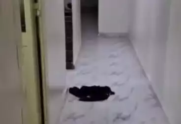 Apartments For rent - 3 rooms - floor 5