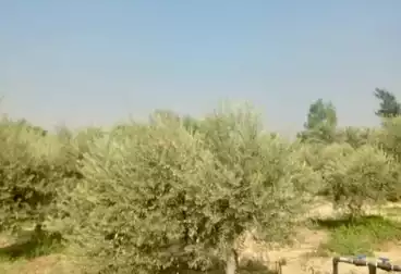 عقارات للبيع
