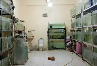 محلات للإيجار - بالدور 0